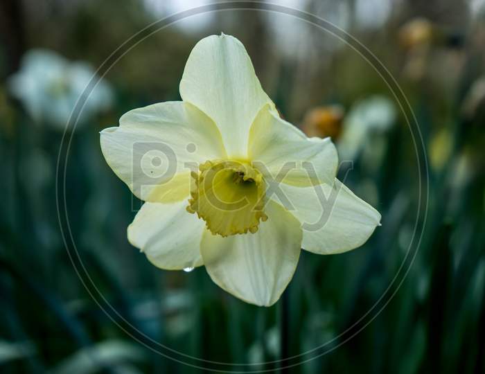 Cream Coloured Daffodil With Blurred Background In Lisse, Keukenhoff,  Netherlands, Europe