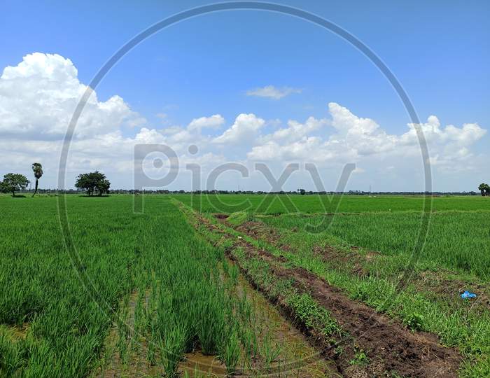 Paddy field