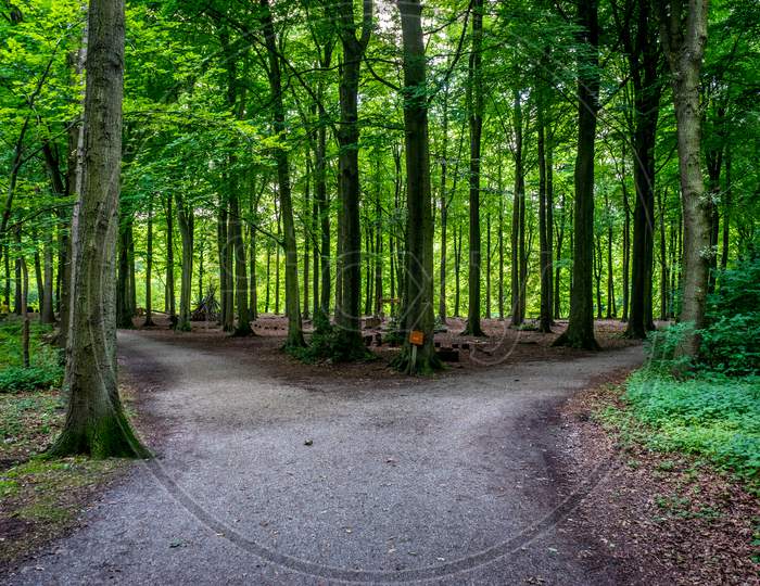Parting Of A Road At Haagse Bos, Forest In The Hague