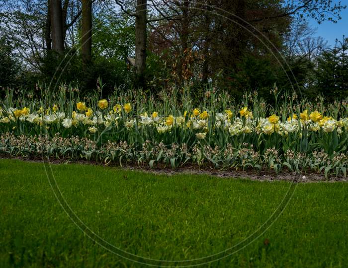 Netherlands,Lisse, White Yellow Daffodils