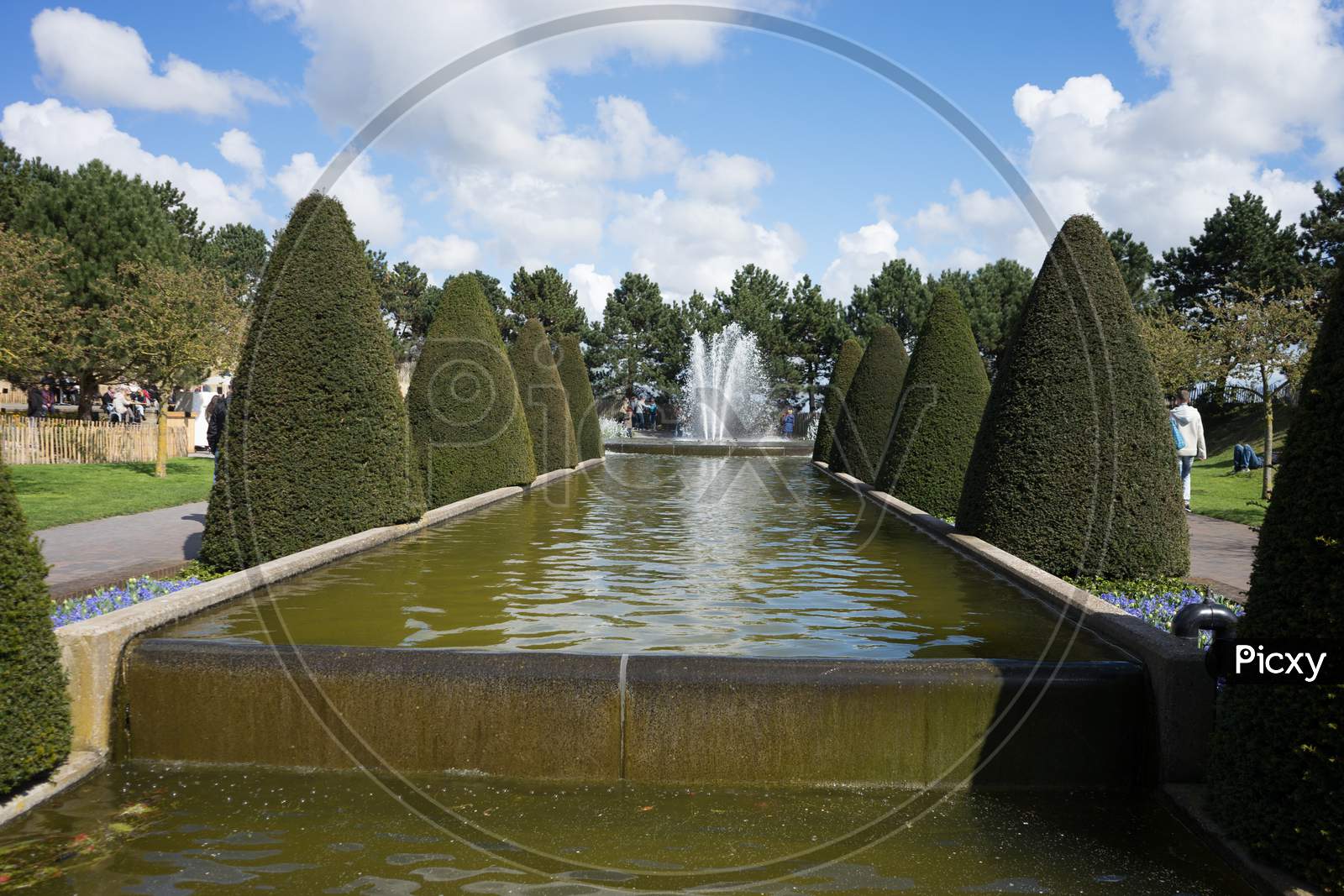Cone Tree And A Water Pond With Fountain In A Garden In Lisse, Netherlands, Europe