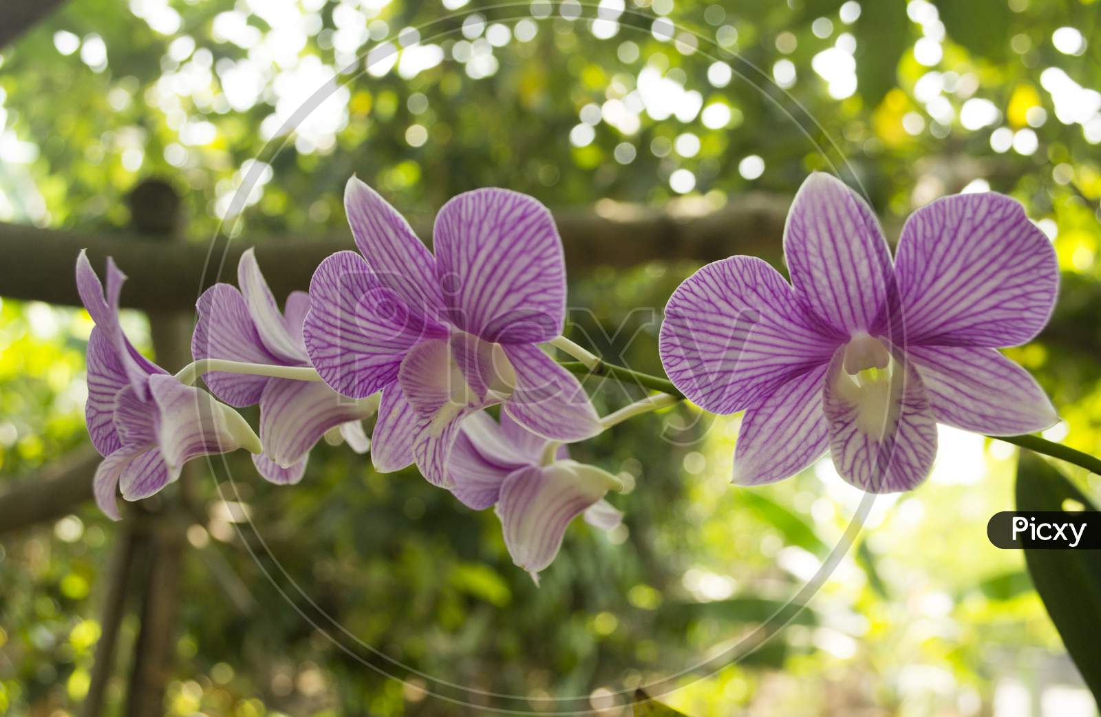 The Beautiful Stem Of Vibrant Purple Colored Orchid Flowers