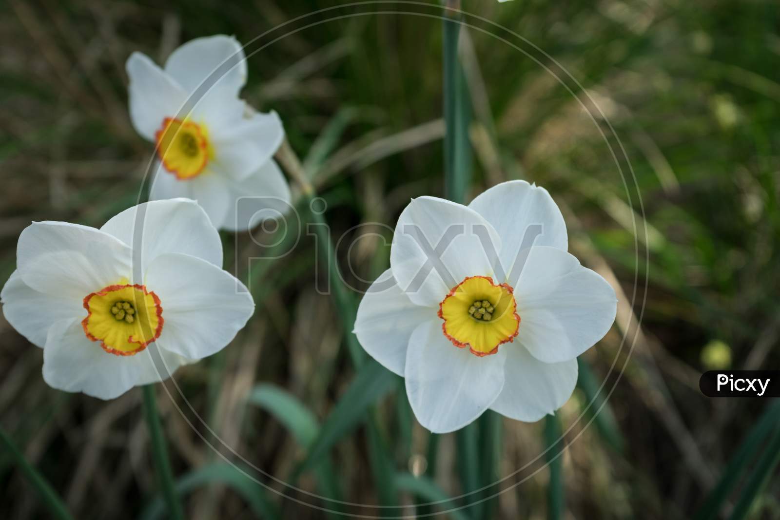 Netherlands,Lisse, Close-Up Of White Daffodil