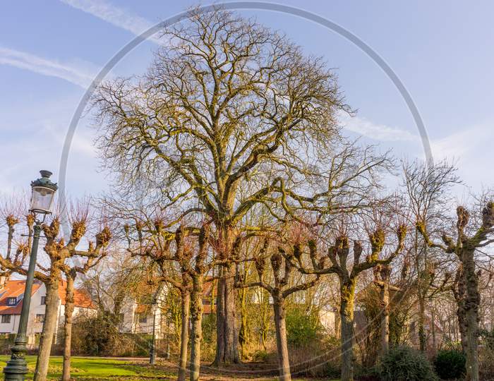 Belgium, Bruges, Barren Old Tree