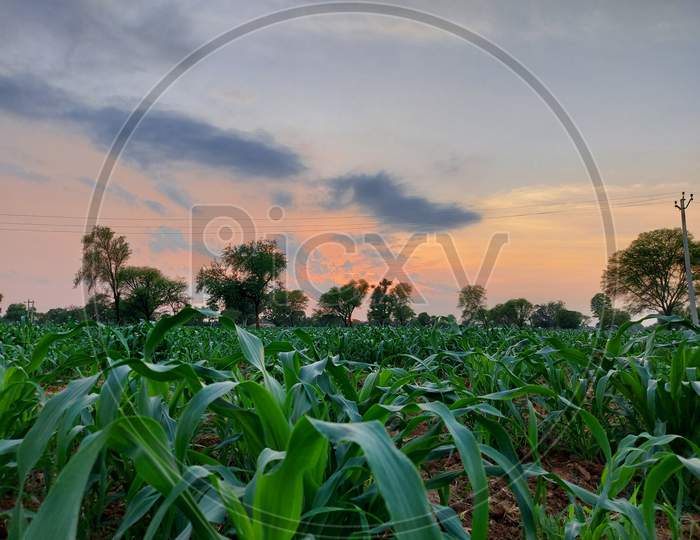 Crop sown in field