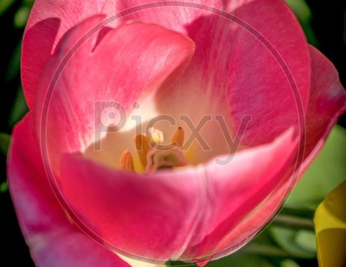 Netherlands,Lisse, A Close Up Of A Flower