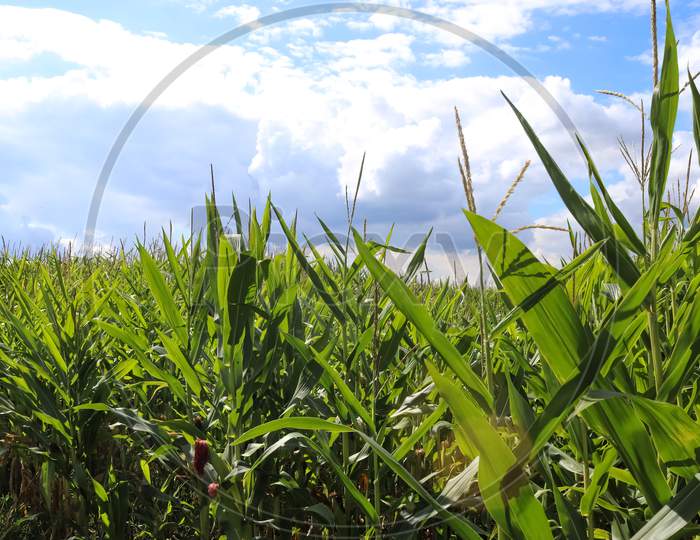 Beautiful Close Up View At Green Corn Plants On A Field With A Blue Sky In The Background