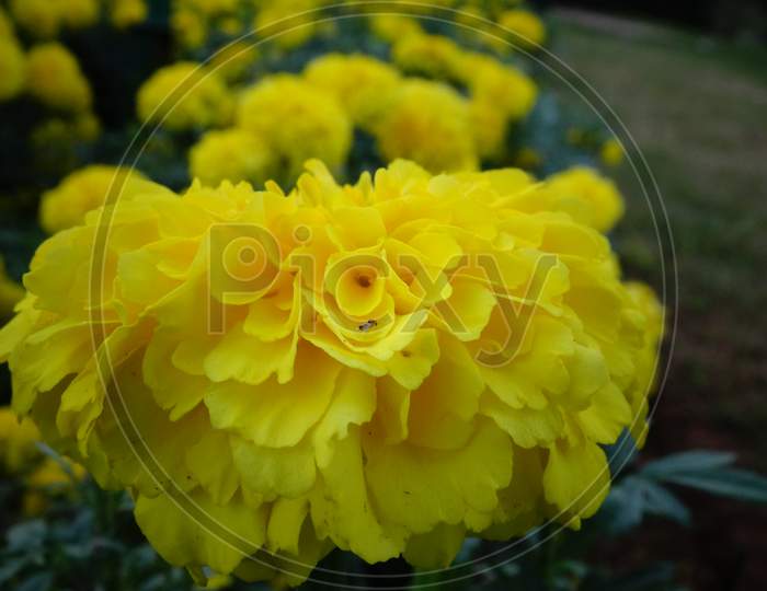 Beautiful yellow colored flowers with green leaves background