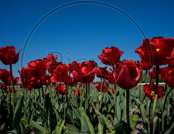 Netherlands,Lisse, A Red Flower
