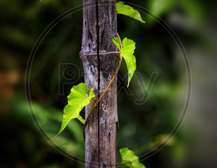 Leaf Bamboo..photography