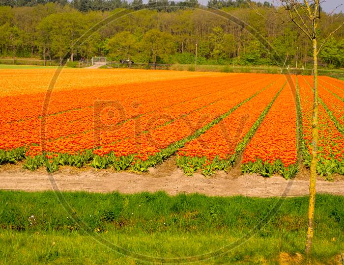 Netherlands,Lisse, A Close Up Of A Green Field