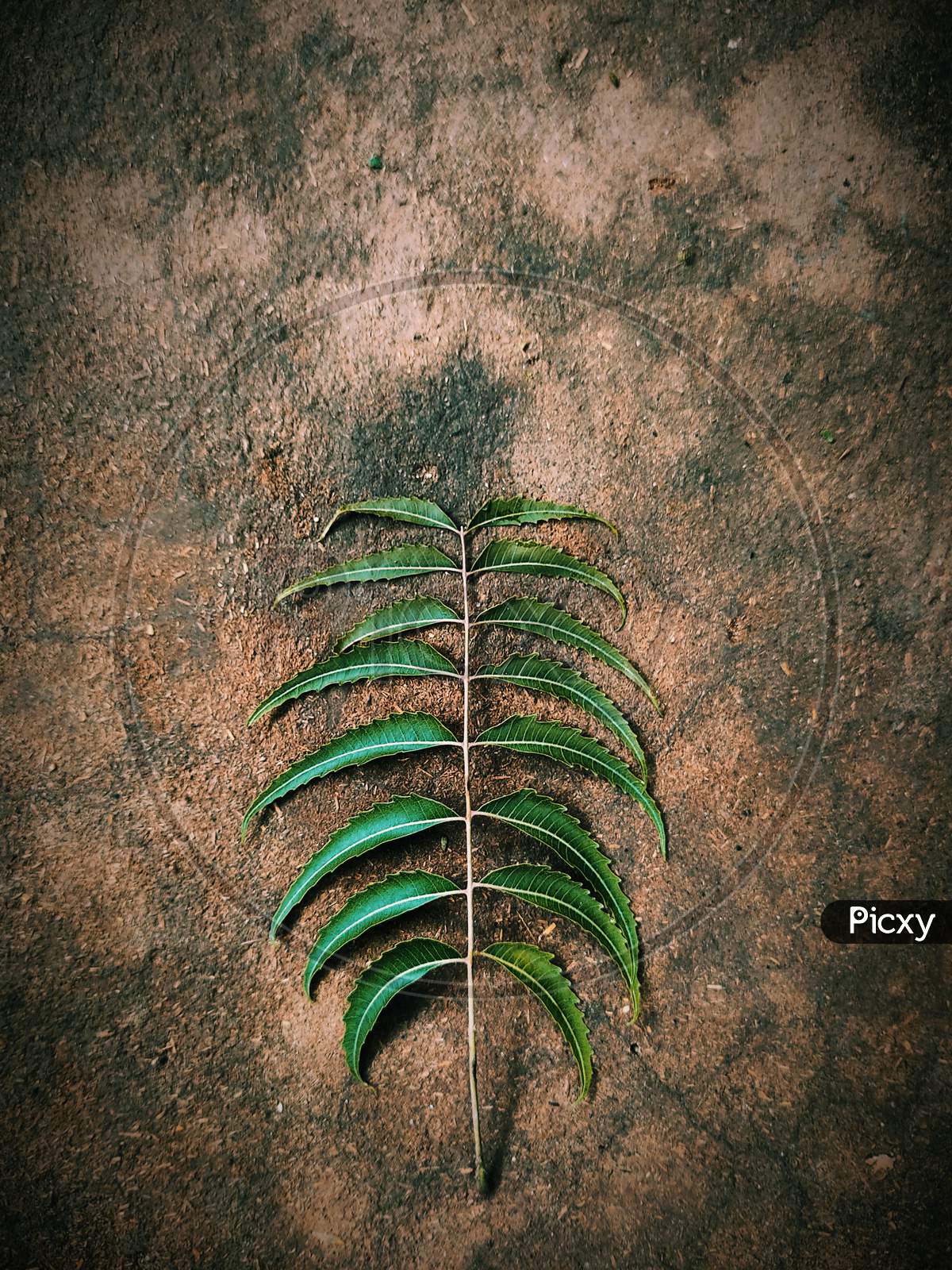 The beautiful tree leaf