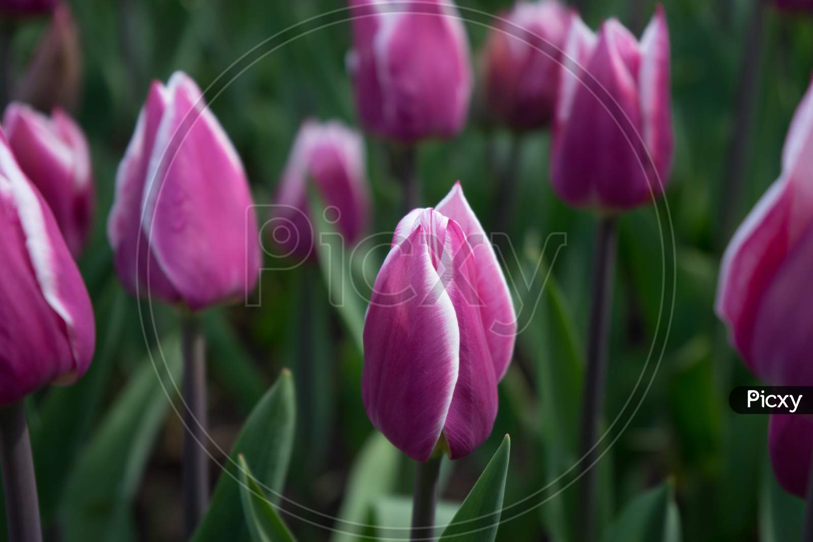 Pink Tulip Flowers In A Garden In Lisse, Netherlands, Europe