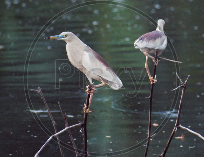 Kolkata 2020 Pond Heron Pair
