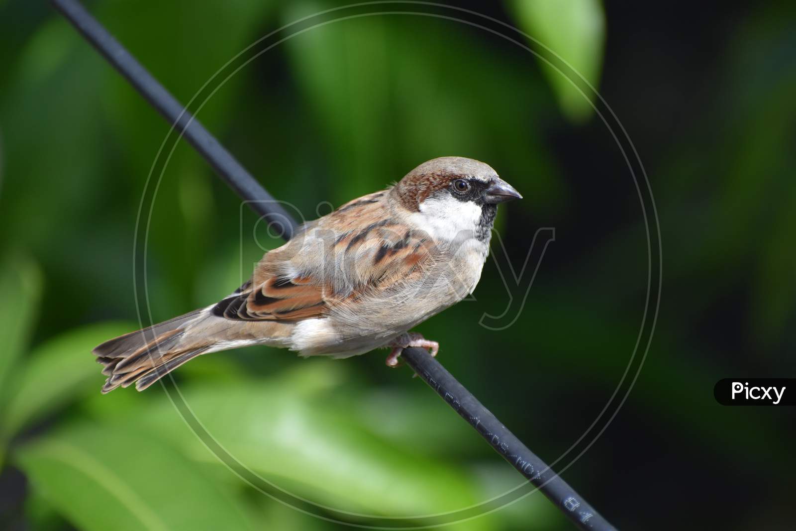 House sparrow sitting on wire.