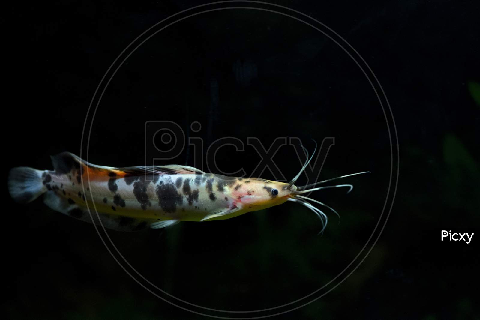 spotted cat fish
