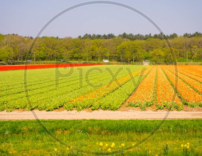 Netherlands,Lisse, A Large Green Field With Trees In The Background