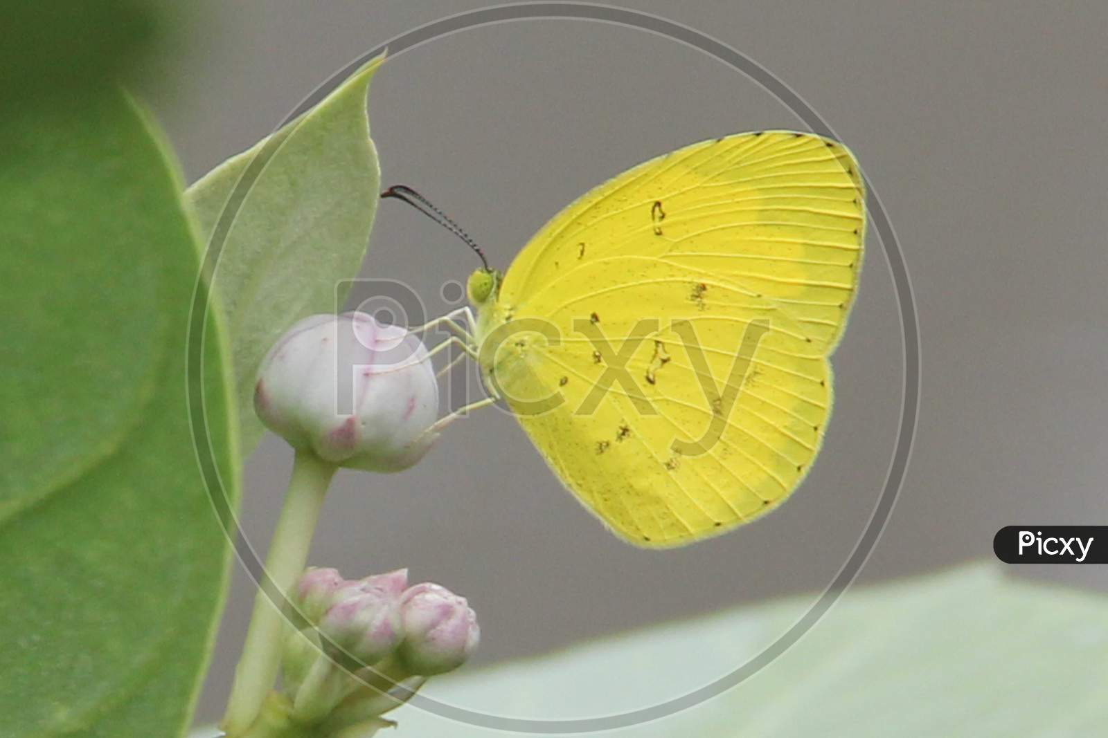 Yellow Butterfly on flower