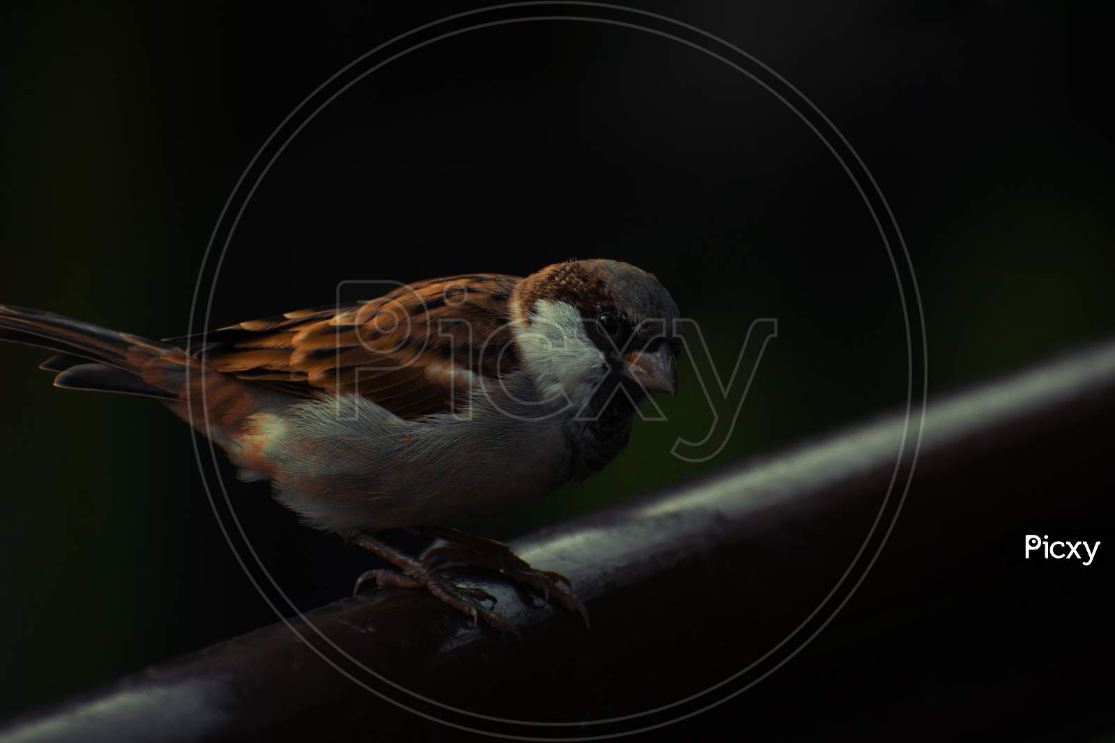 Closeup of a Sparrow Bird.