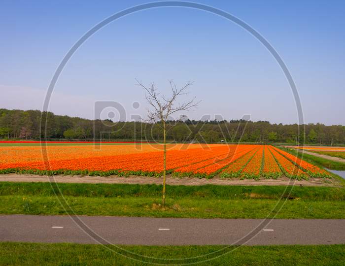 Netherlands,Lisse, An Orange Sign That Is On Top Of A Grass Covered Field