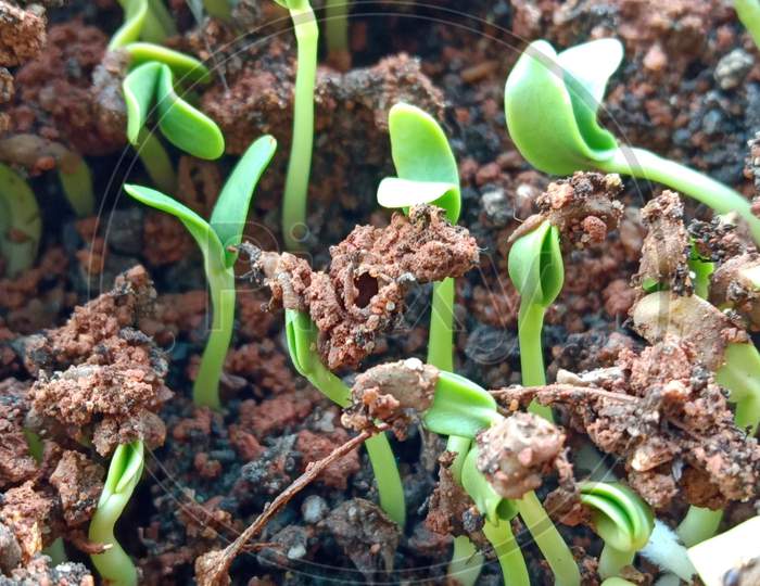 Tiny plantlets pushing the soil to grow