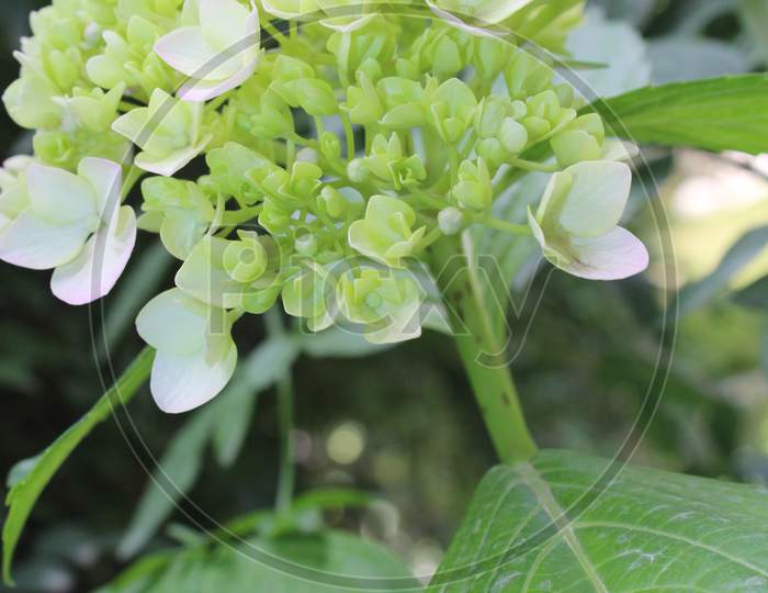 Light green flower