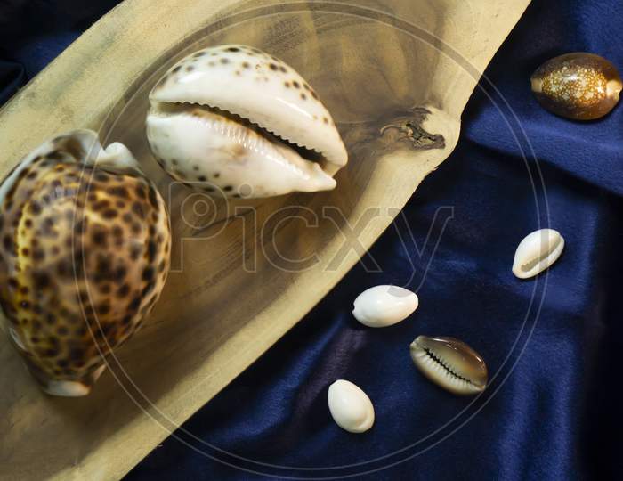 cowrie shell of different size kept on a wood plate with blue satin cloth