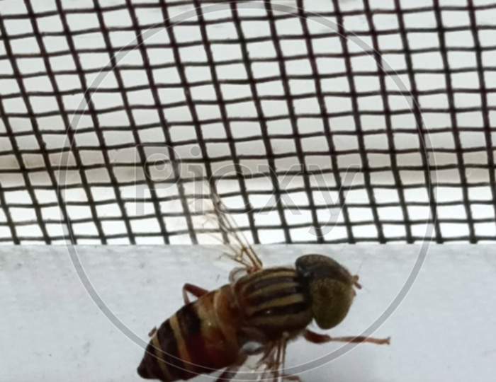 A tiny Honeybee enjoying the scenery through a mesh(macro photography)