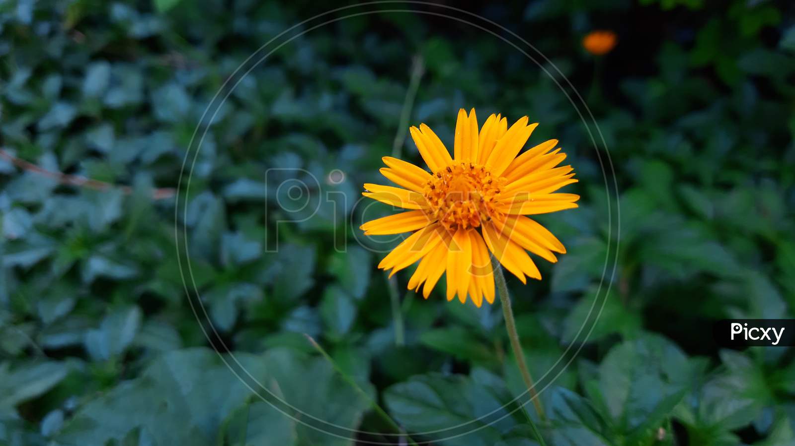 Beautiful yellow flower closeup view in green background