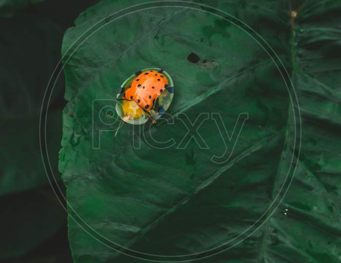 Insect, bugs, beetle, macro photography, leaf