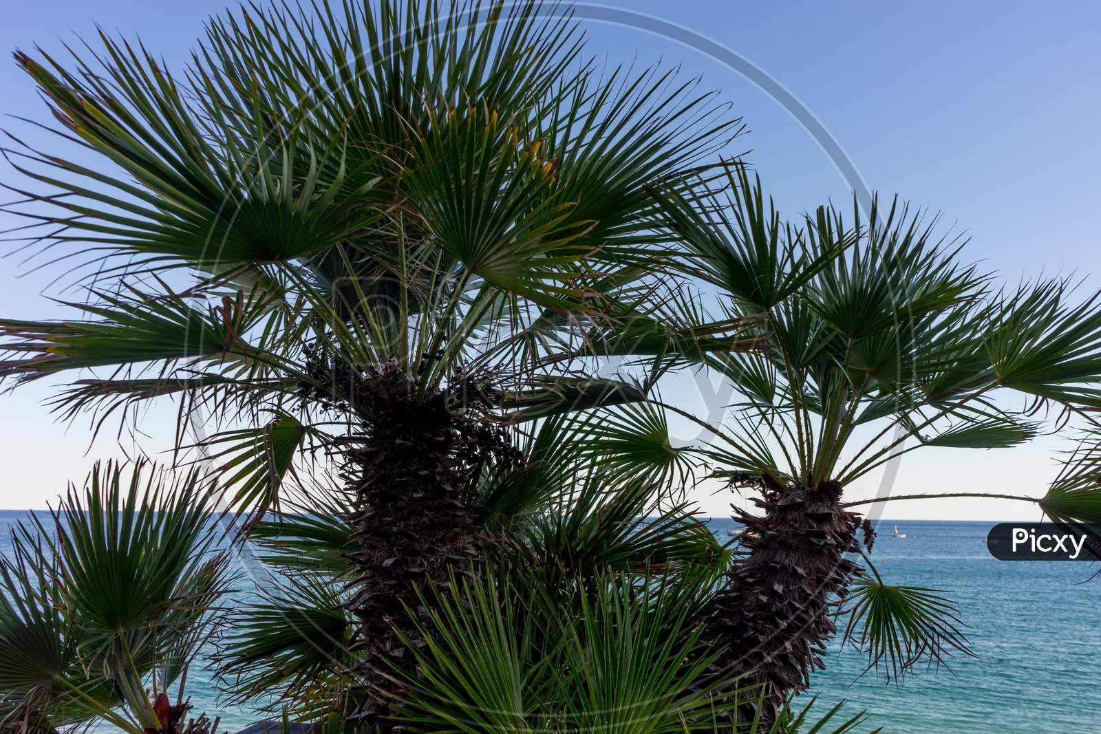 Italy, Cinque Terre, Monterosso, A Group Of Palm Trees Next To A Tree
