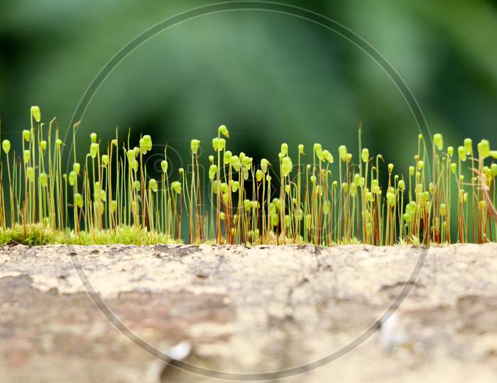 Close Up Shot Of Moss Sporangia On A Wall Surface