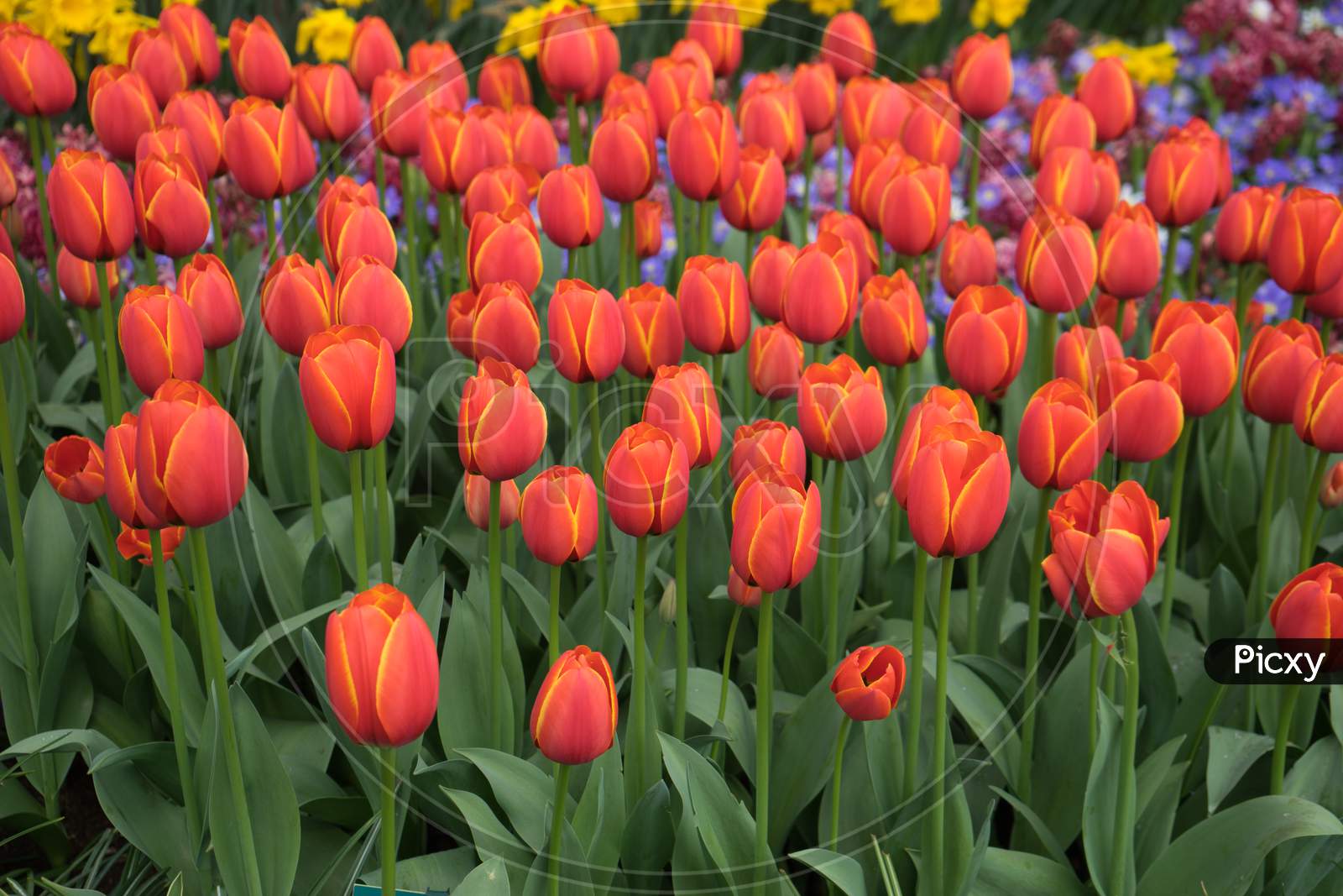 Bright Red Tulips With A Tinge Of Yellow In Lisse,Keukenhoff, Netherlands, Europe