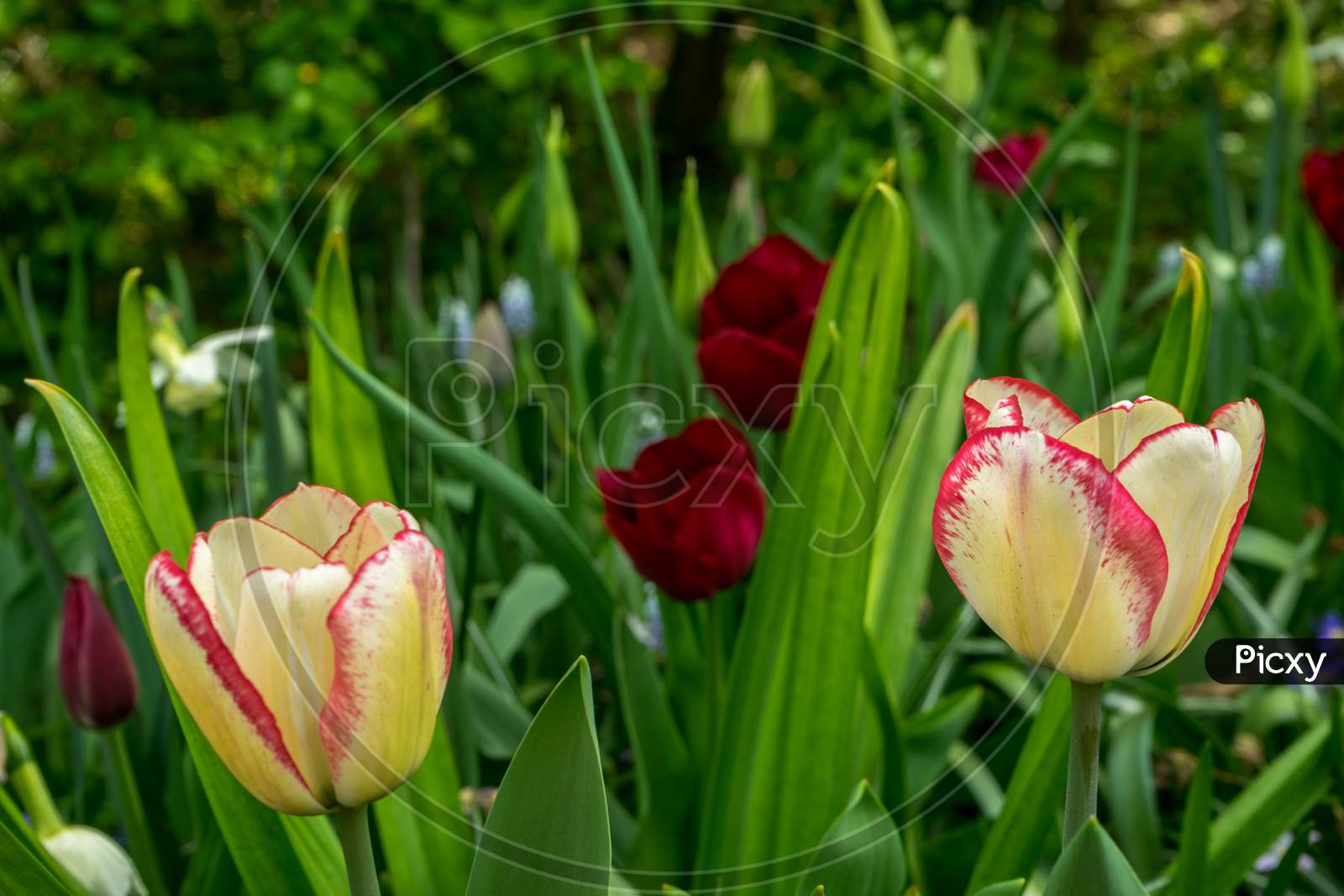 Netherlands,Lisse, Close-Up Of Red Tulips