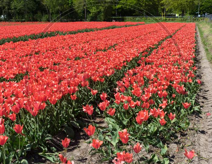 Netherlands,Lisse, A Red Flower In A Garden