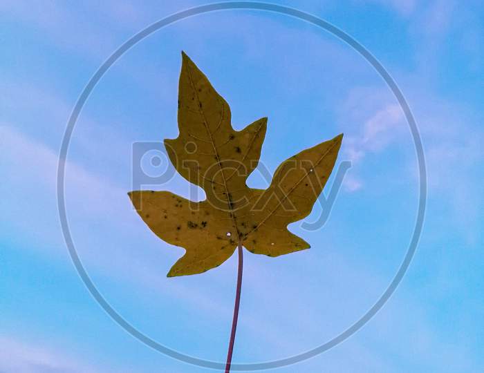 Leaf in the Sky