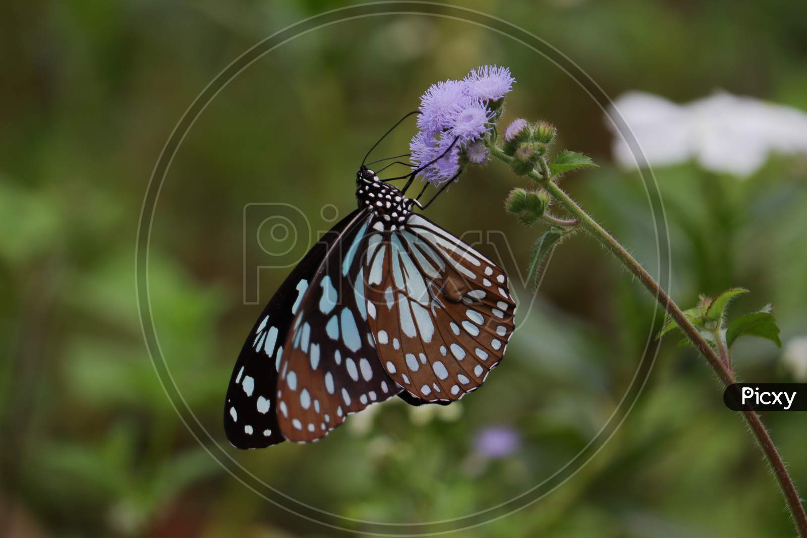 Butterfly (dark blue tiger)