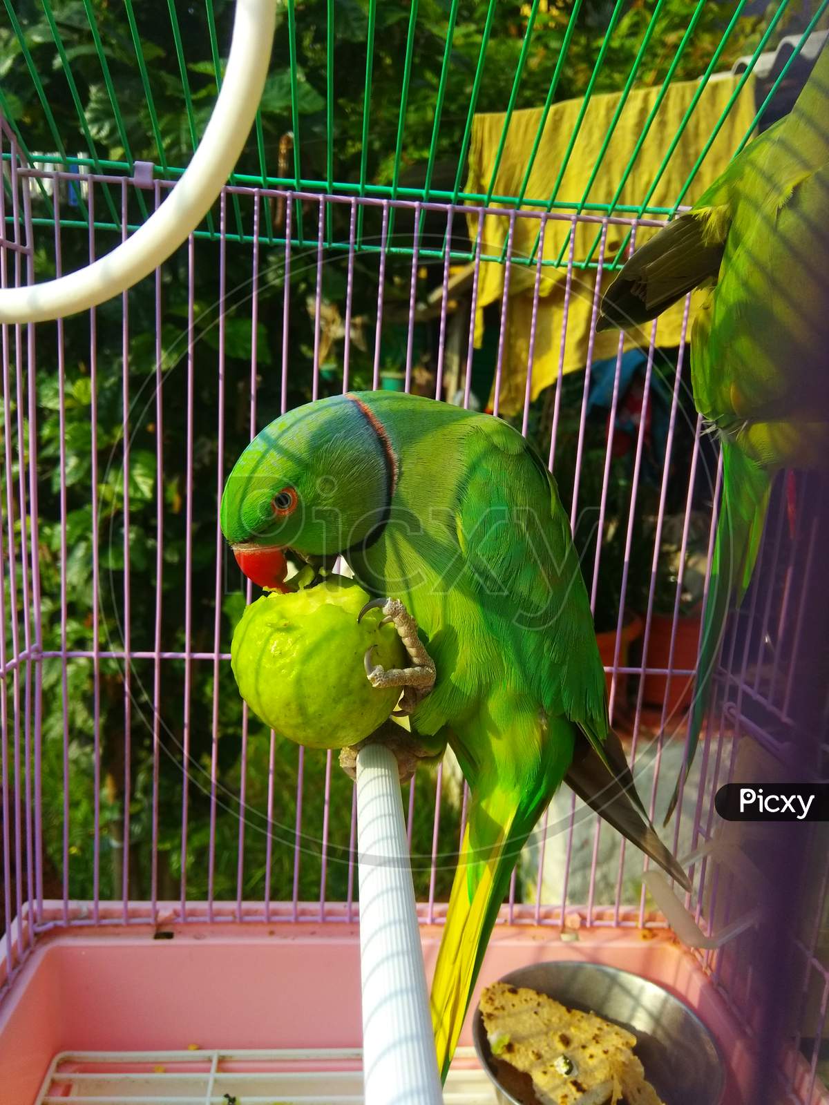 Parrot Eating