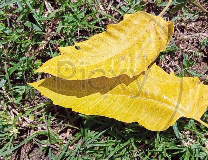 Dual leaf with yellow