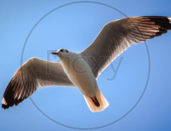 A flying seagull