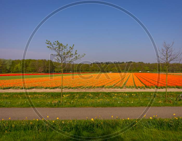 Netherlands,Lisse, An Orange Sign That Is On Top Of A Grass Covered Field
