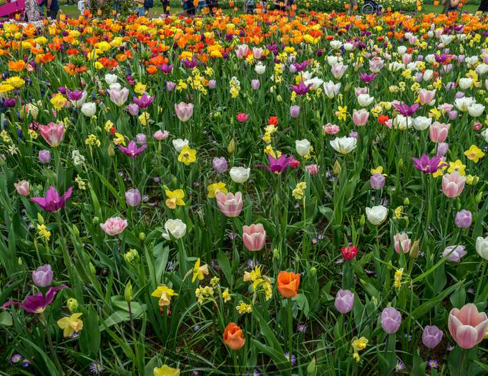 Netherlands,Lisse, Colorful Tulips In Field