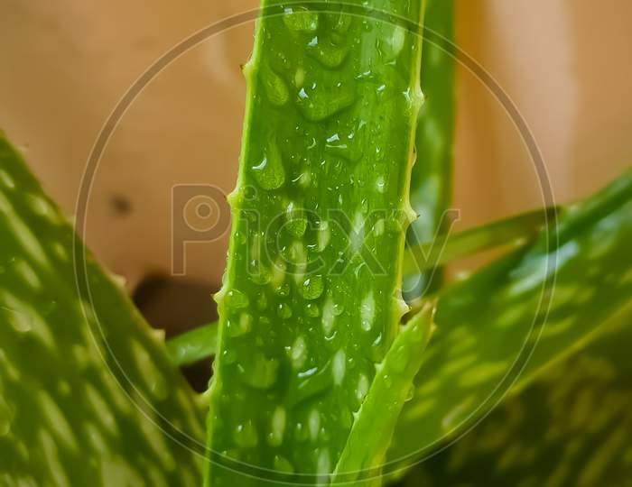 An aloevera leaf with water dropslets