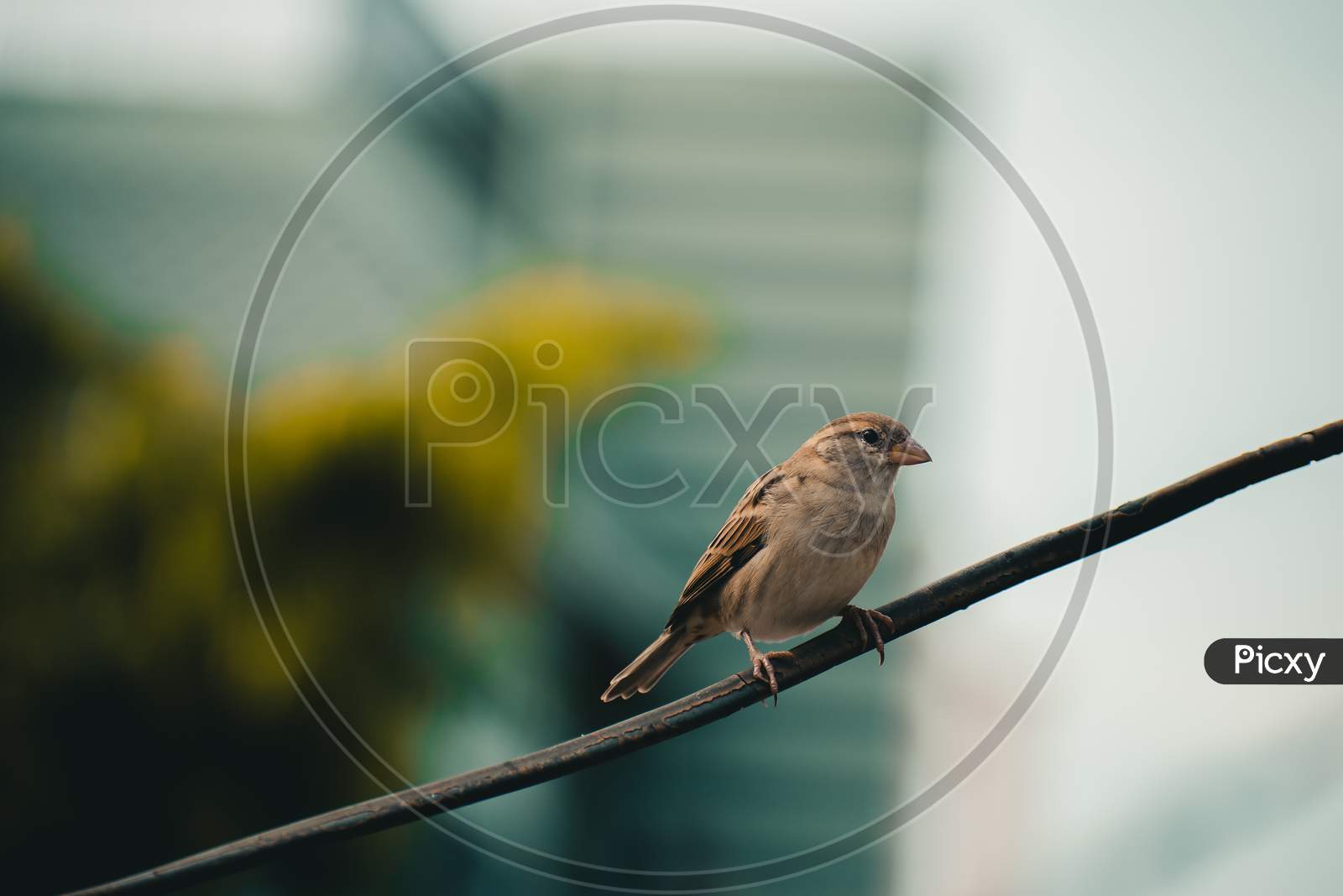 Beautiful sparrow bird sitting on a wire.