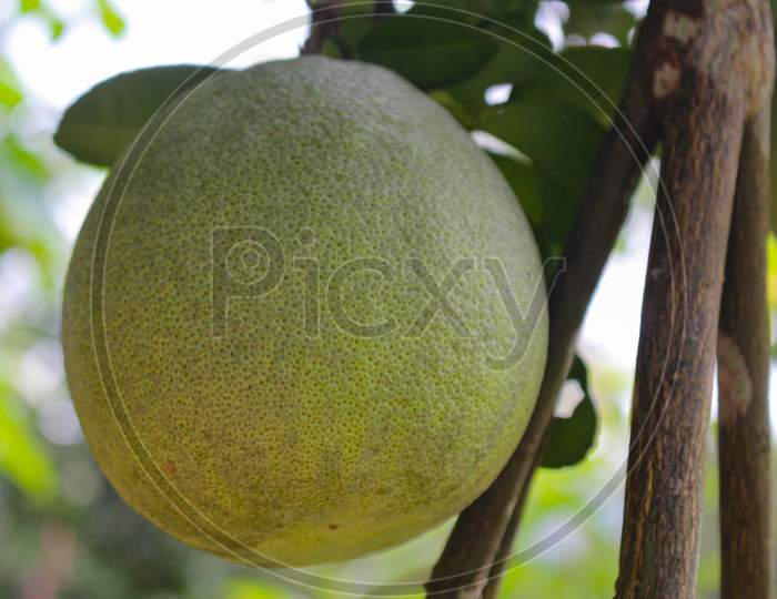 Pomelo citrus fruit, green pomelo hanging on branch