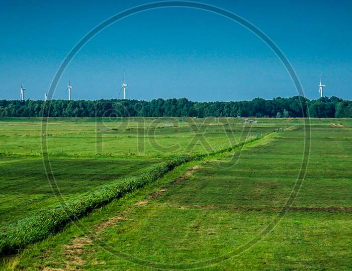 Netherlands, South Holland, A Close Up Of A Lush Green Field