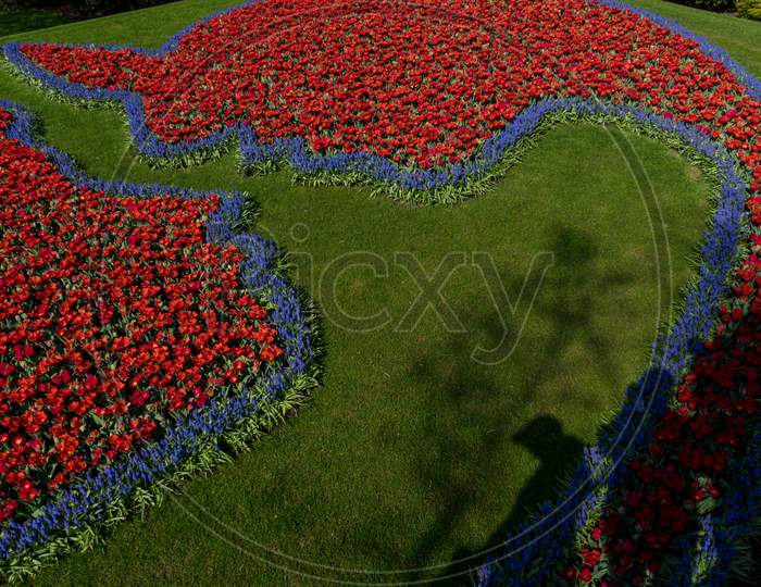 Netherlands,Lisse, High Angle View Of Red Flowering Plant On Field