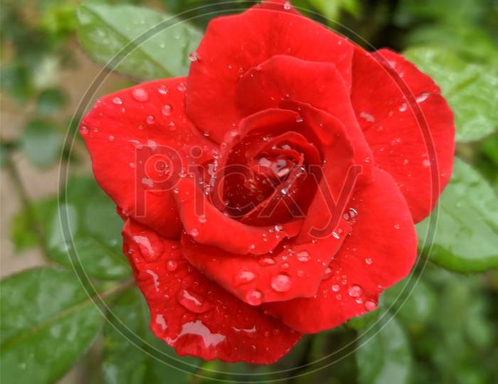 Red×Remove Close-up×Remove Plant×Remove Petal×Remove Flowering