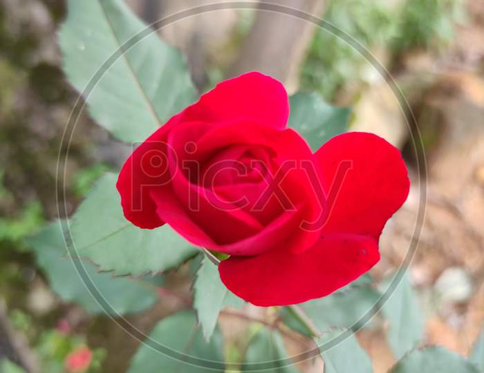 Rose, Red rose