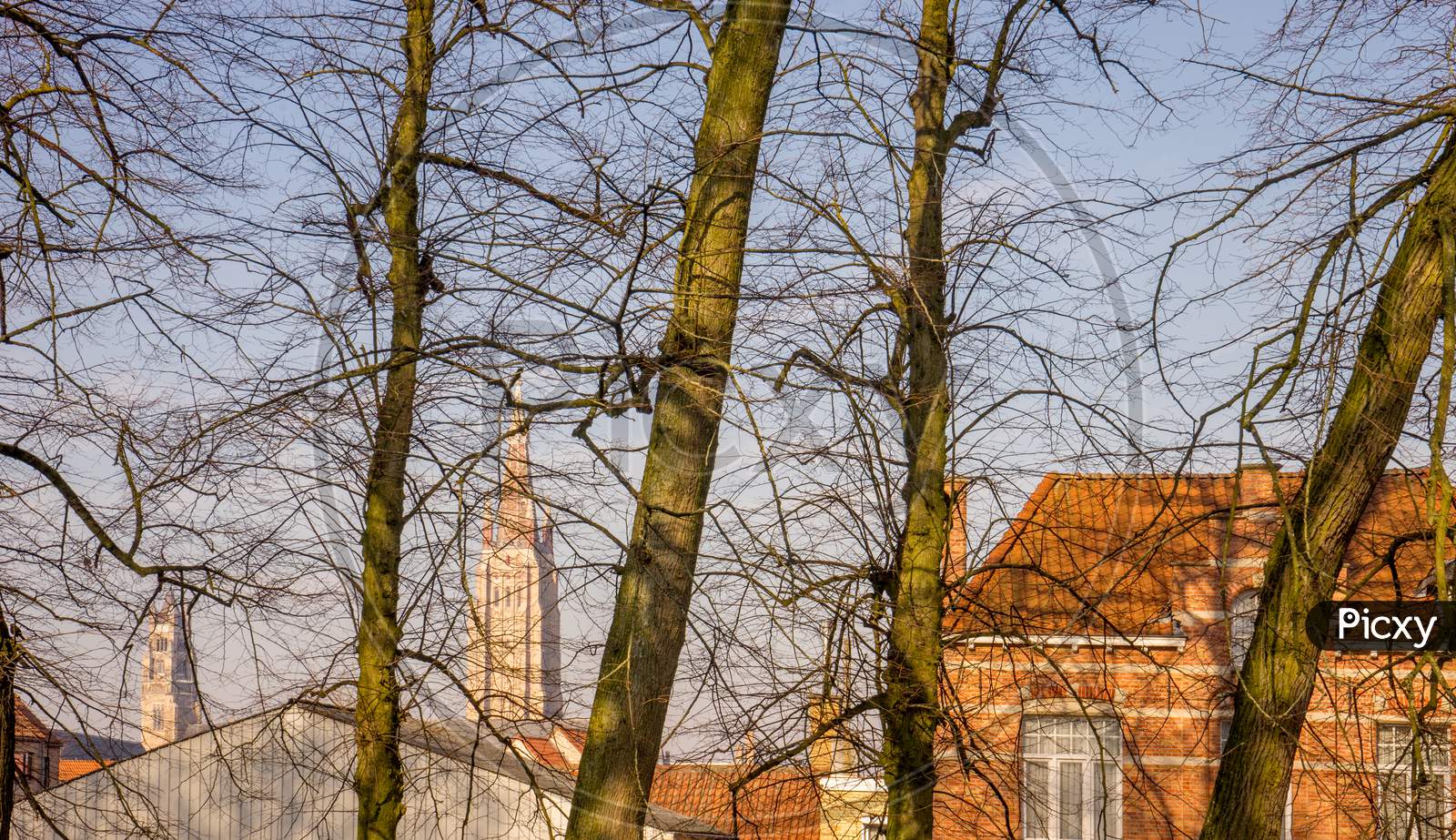 Belgium, Bruges, Barren  Trees Without Leaves